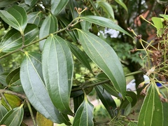 Cinnamomum cassia