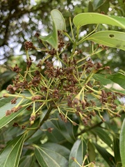 Cinnamomum cassia