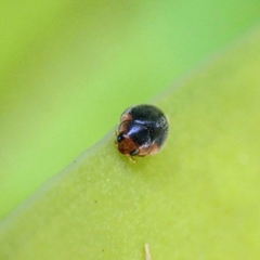 Coccinellidae