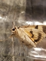 Catocala clintonii