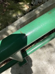 Anoplolepis gracilipes