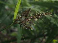 Scleria terrestris
