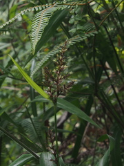 Scleria terrestris