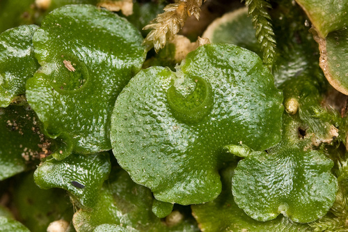 Representative image of Lunulariaceae