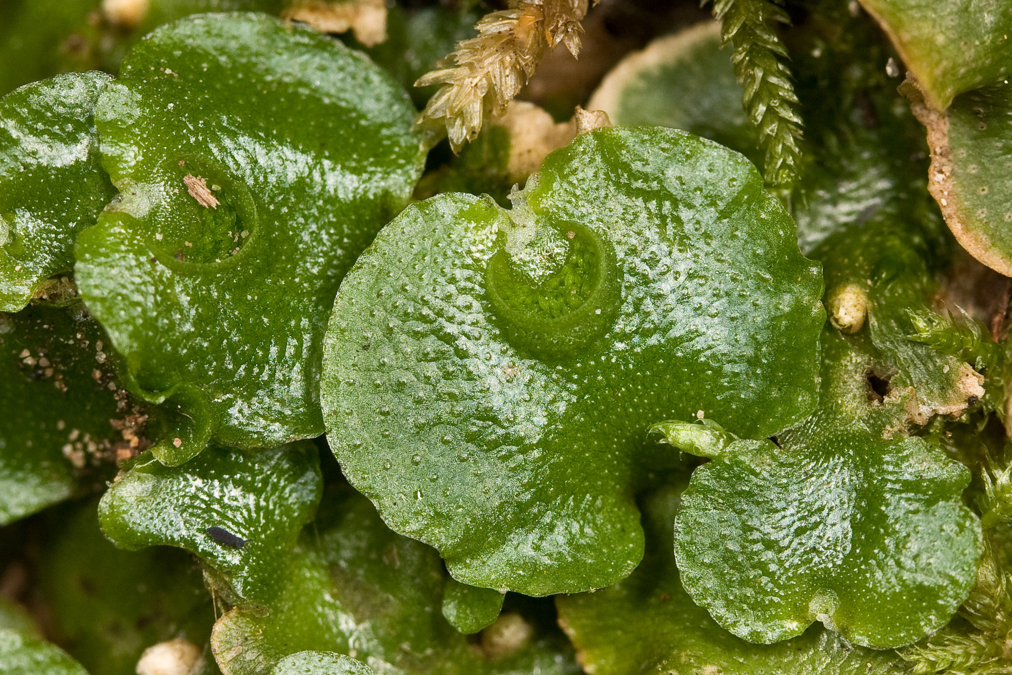 Lunulariaceae