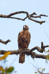 Buteo galapagoensis