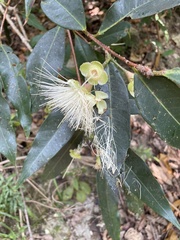 Syzygium