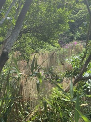 Miscanthus sinensis
