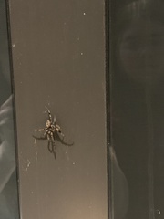 Araneus bicentenarius