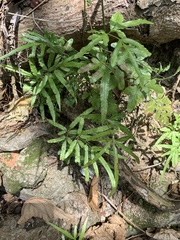 Pteris ensiformis