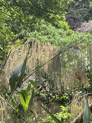 Poaceae