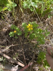 Oxalis suksdorfii