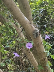 Ipomoea cairica