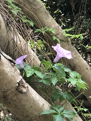 Ipomoea cairica