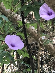 Ipomoea cairica
