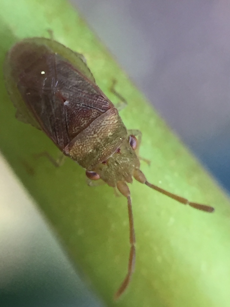 Meschiidae