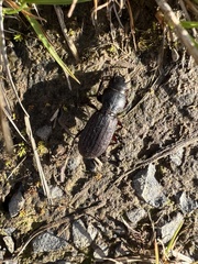 Mecodema sculpturatum
