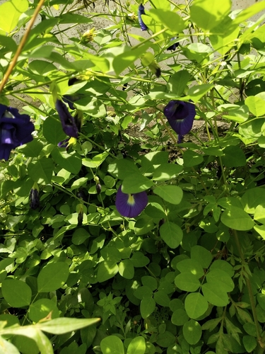Clitoria ternatea
