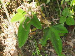 Rubus reflexus