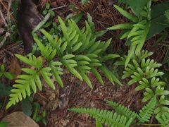 Pteris semipinnata