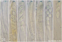 Piceomphale bulgarioides