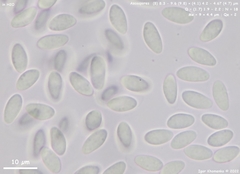 Piceomphale bulgarioides