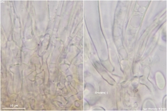 Piceomphale bulgarioides