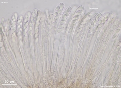 Piceomphale bulgarioides