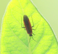 Lopidea