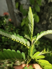 여우구슬 (Phyllanthus urinaria): 기원과 용도 — 사진 3