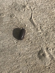 Armadillidium vulgare