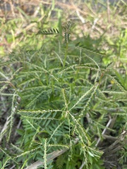 Phyllanthus debilis
