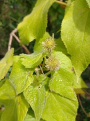 Sparrmannia africana