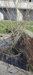 Ulmus pumila