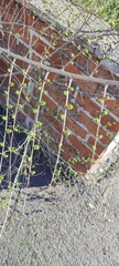 Ulmus pumila