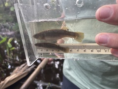 Fundulus confluentus
