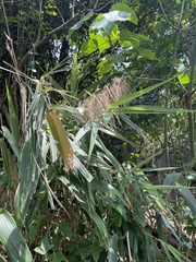 Poaceae