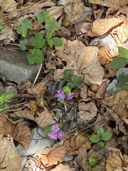 Oxalis debilis