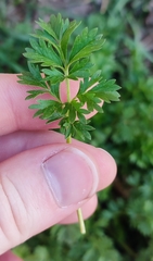 Potentilla tobolensis