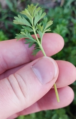 Potentilla tobolensis