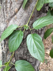 Amphilophium buccinatorium