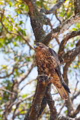 Buteo galapagoensis