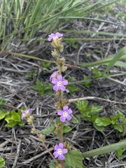 Melochia spicata