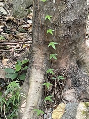 Angiospermae