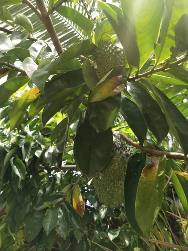 soursop (Annona muricata)