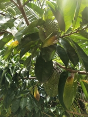 Stachelannone (Annona muricata): Herkunft und Verwendung — Foto 3