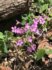 Oxalis