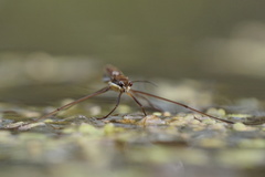 Limnoporus dissortis