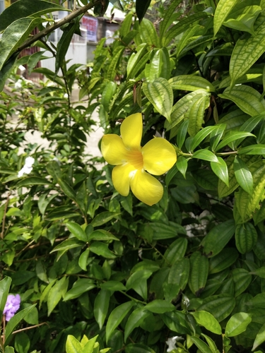 Allamanda cathartica