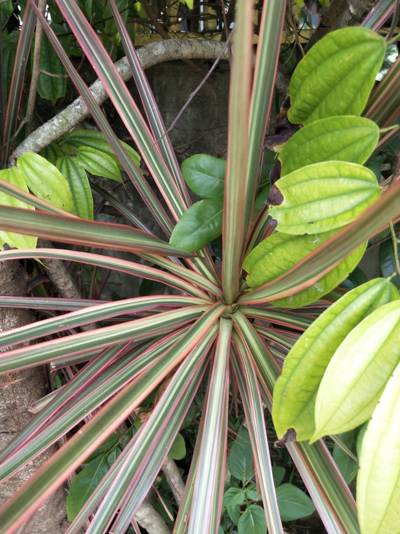 Dracaena marginata